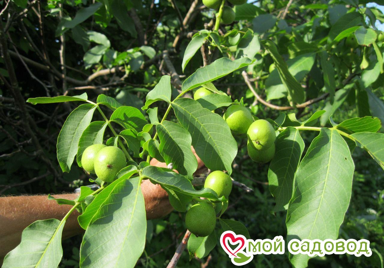 Грецкий орех садко дерево. Памирский грецкий орех. Грецкий орех сорт идеал. Какие сорта грецкого. Грецкий орех сорт богатырь.