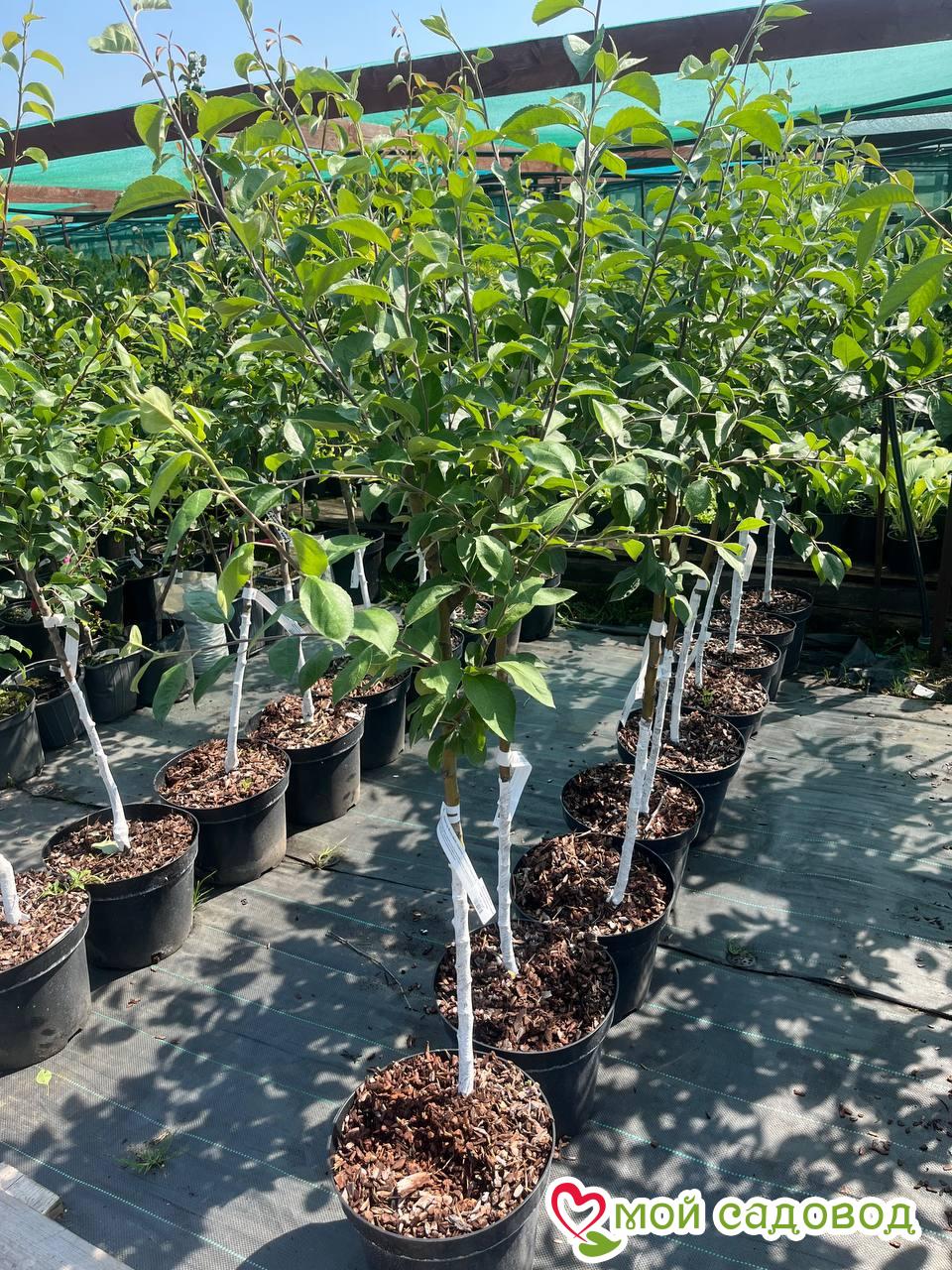 Яблоня Пурпл Свит