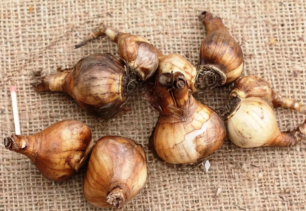 Нарцисс Шадель